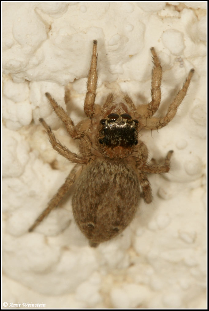 Araneae d''Israele